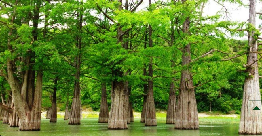 Болотного кипариса (Taxodium)