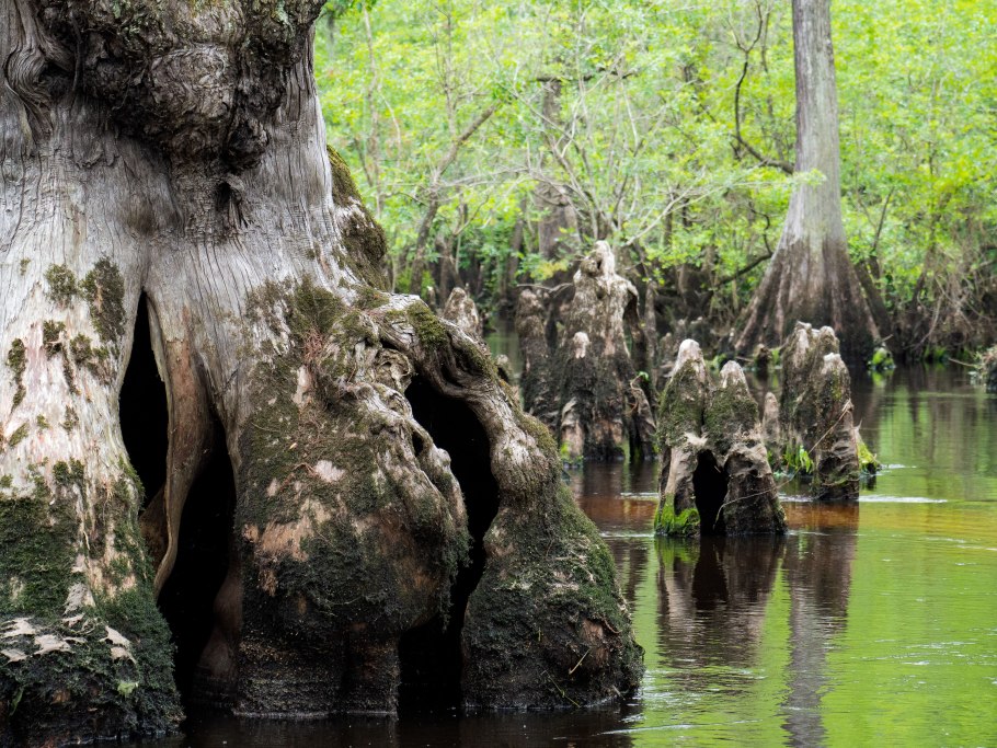 Cypress Tree in Swamp