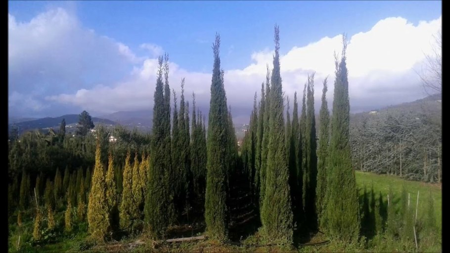 Кипарис калифорнийский Cupressus
