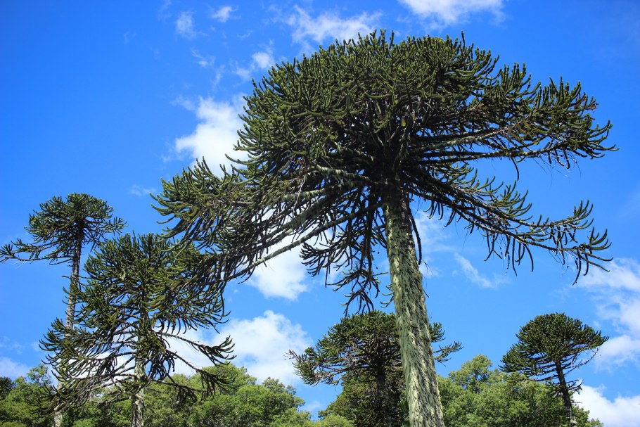Араукария Чилийская