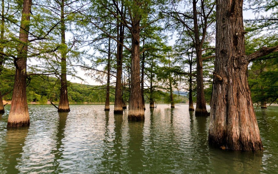 Болотные кипарисы в Сукко