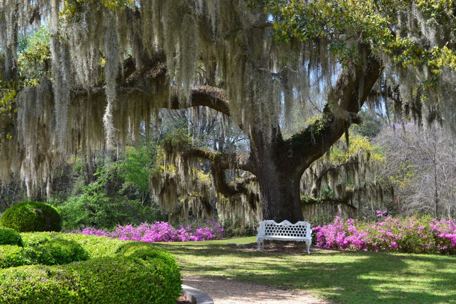 Испанский Мосс деревья