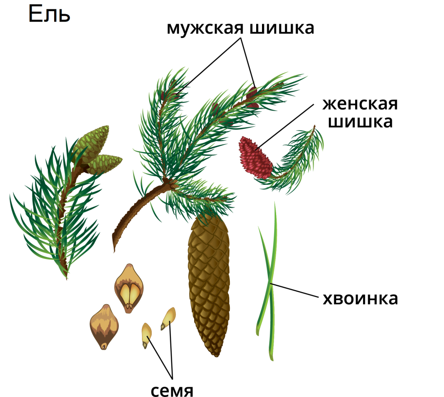 Мужская и женская шишка ели