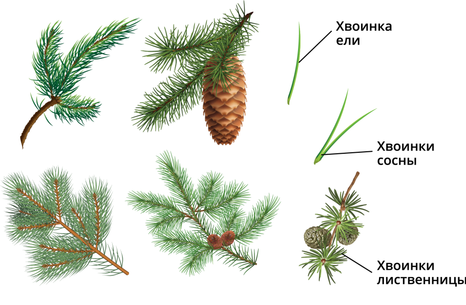 Сосна ель можжевельник