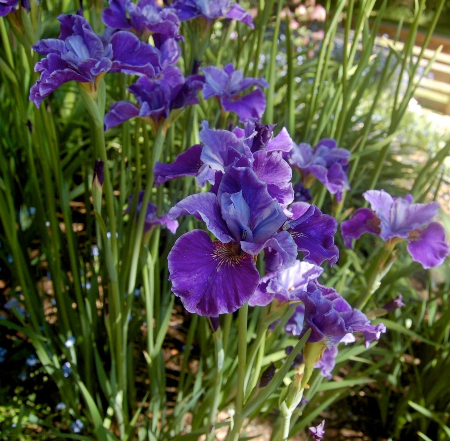 Ирис Сибирский Роузи Баус