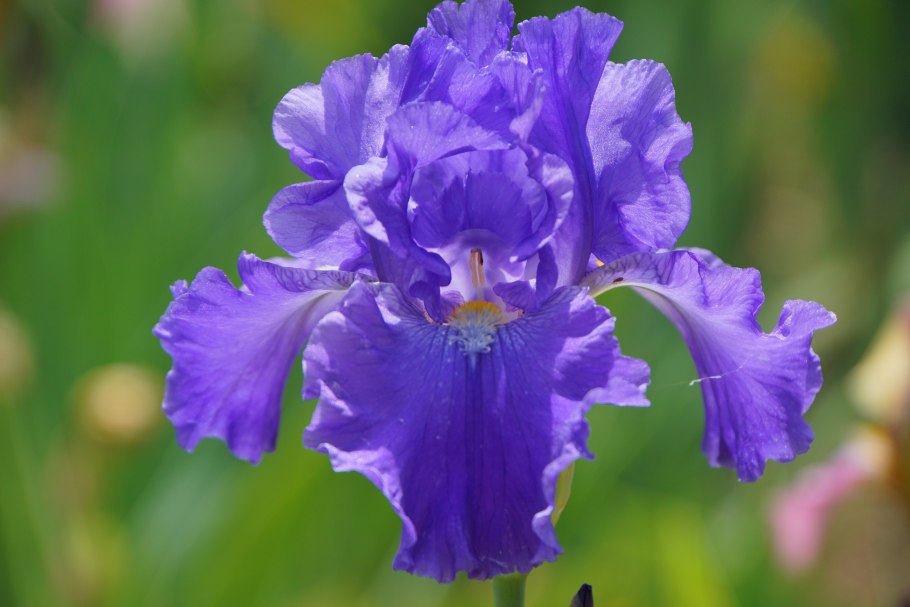 Ирис Касатик Сибирский