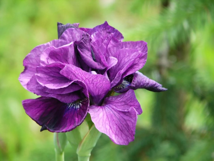 Ирис сибирский tumble bug