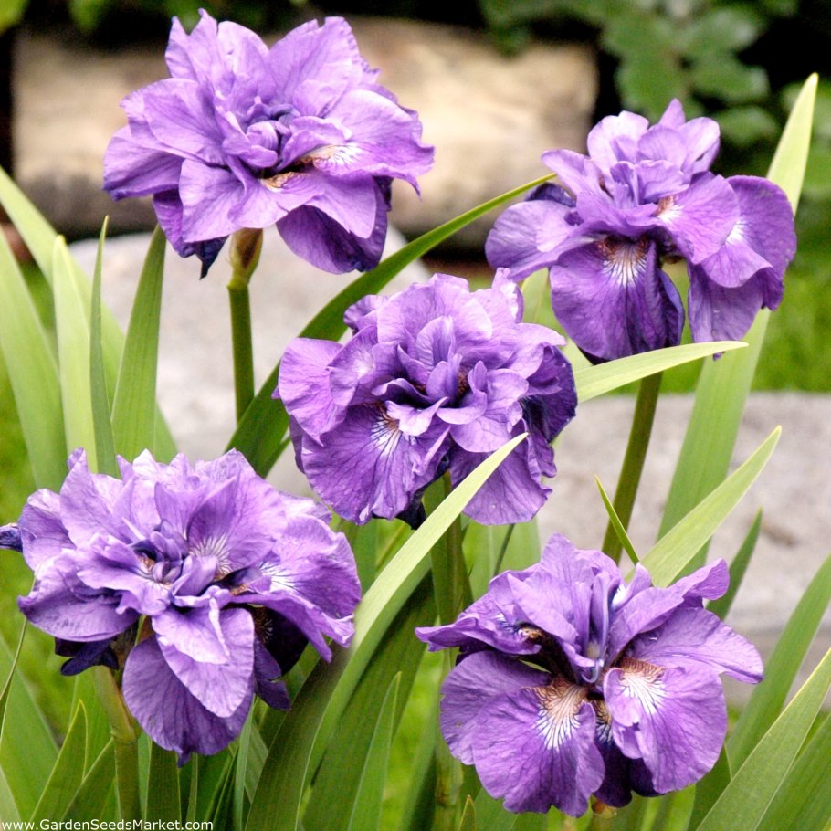 Ирис Сибирский (Iris sibirica &#96;Imperial Opal&#96;)