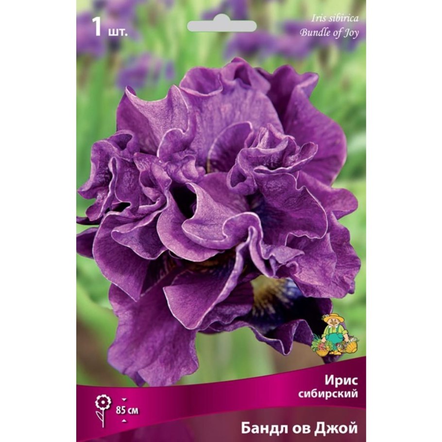 Ирис Дабл плей