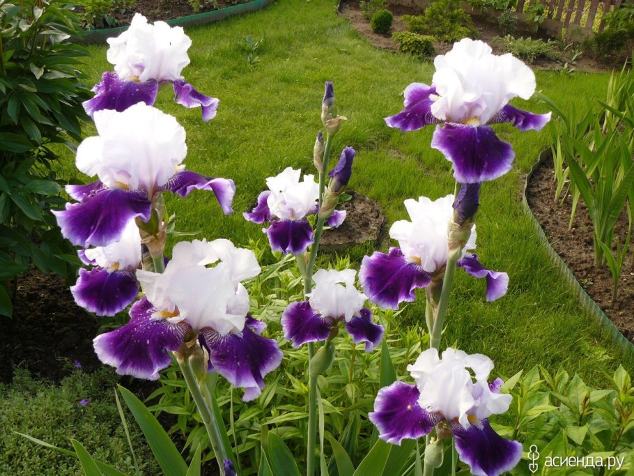 Ирис бандл оф Джой