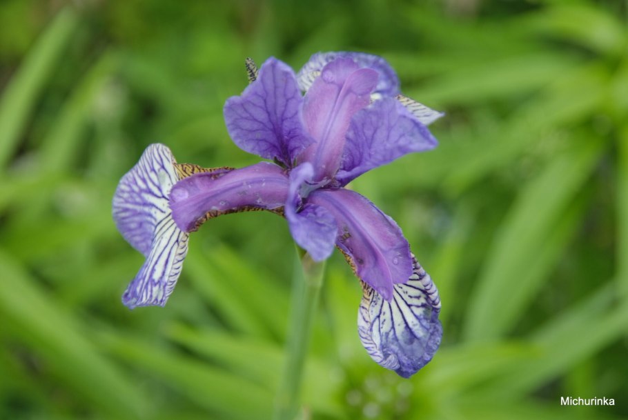 Ирис сибирский iris sibirica