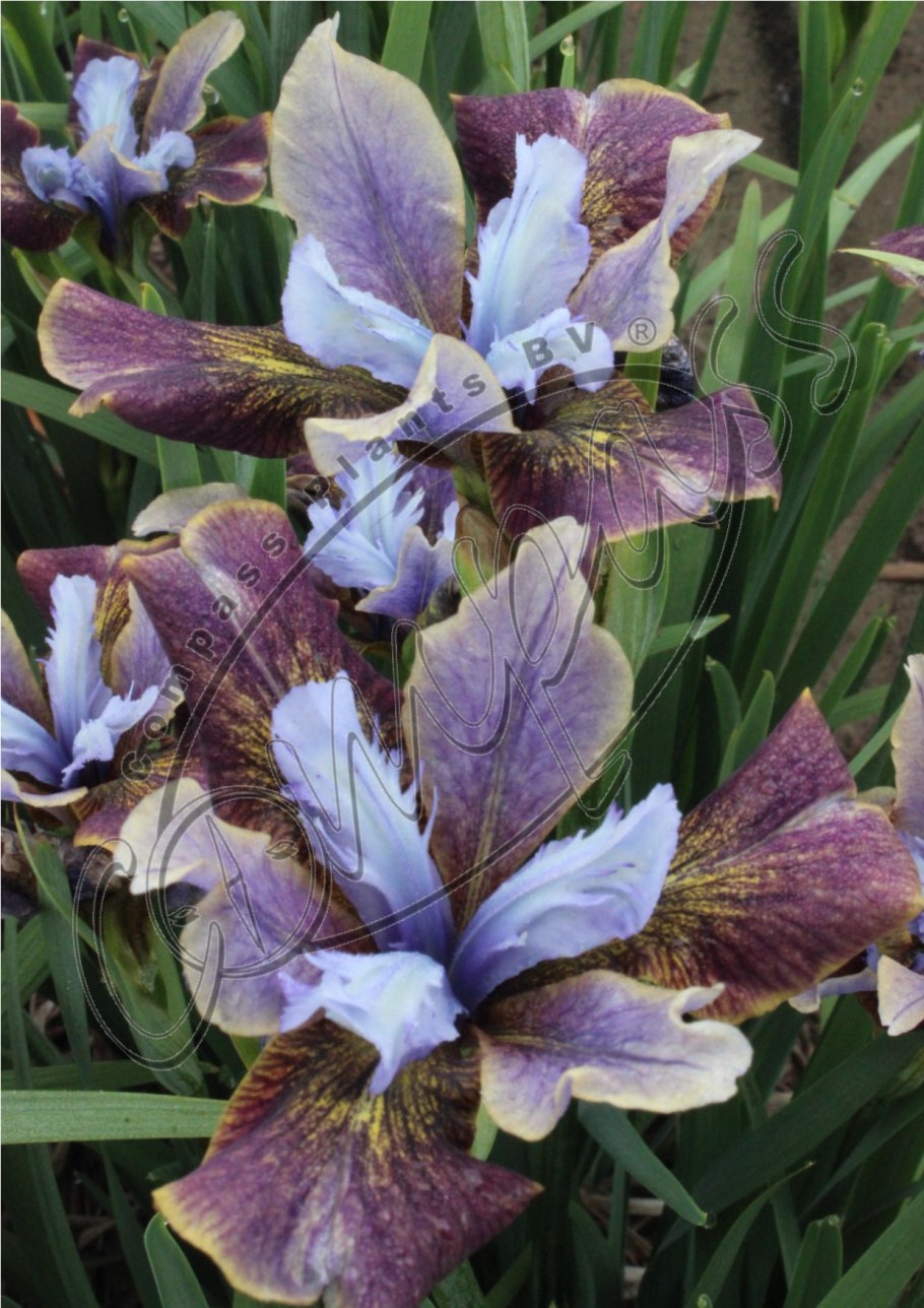 Ирис Сибирский Дабл стандарт