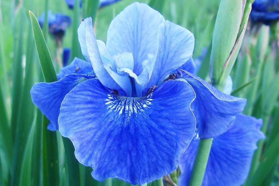 Ирис Сибирский tumble Bug