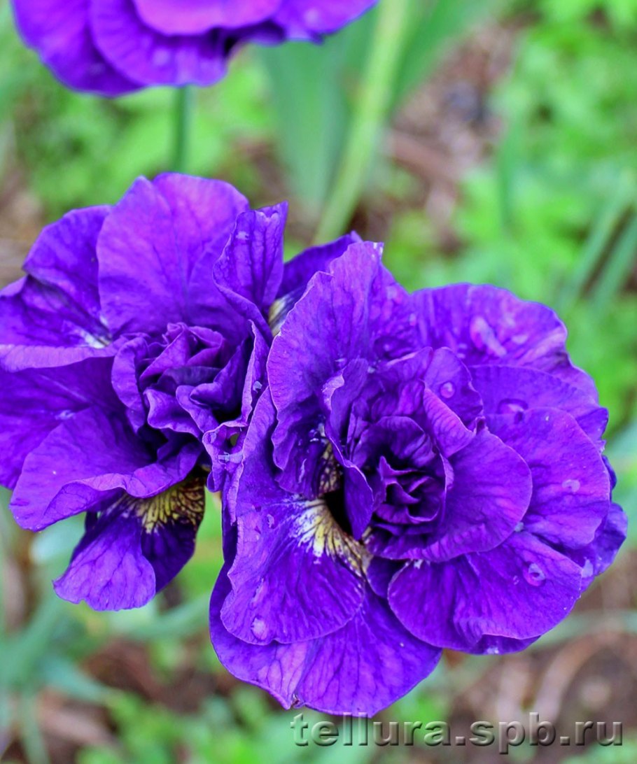 Ирис Iris sibirica Kabluey