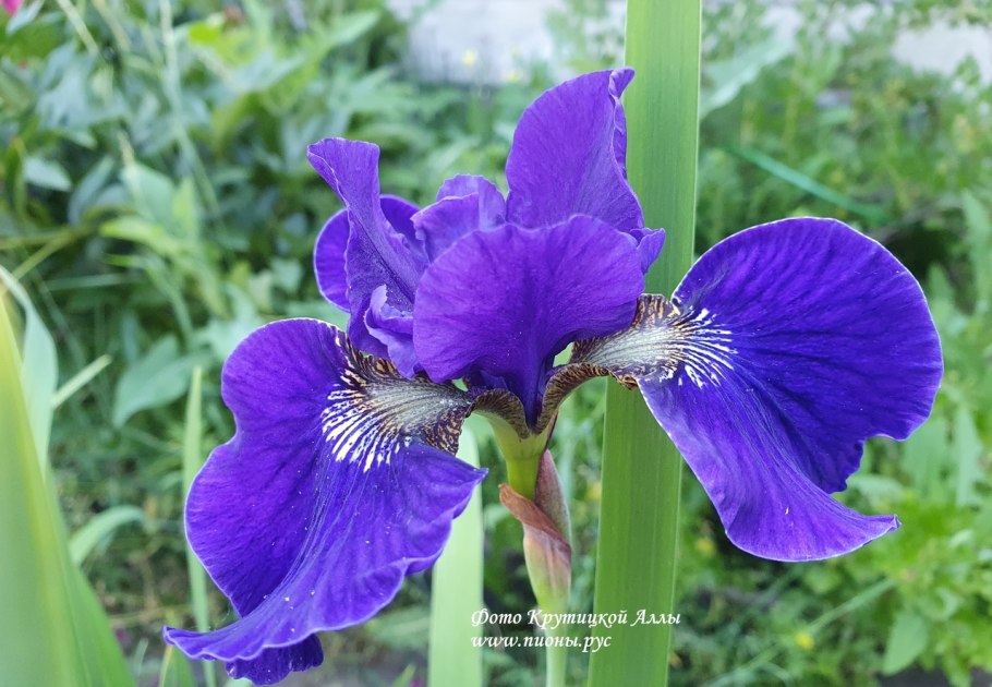Ирис сибирский iris sibirica