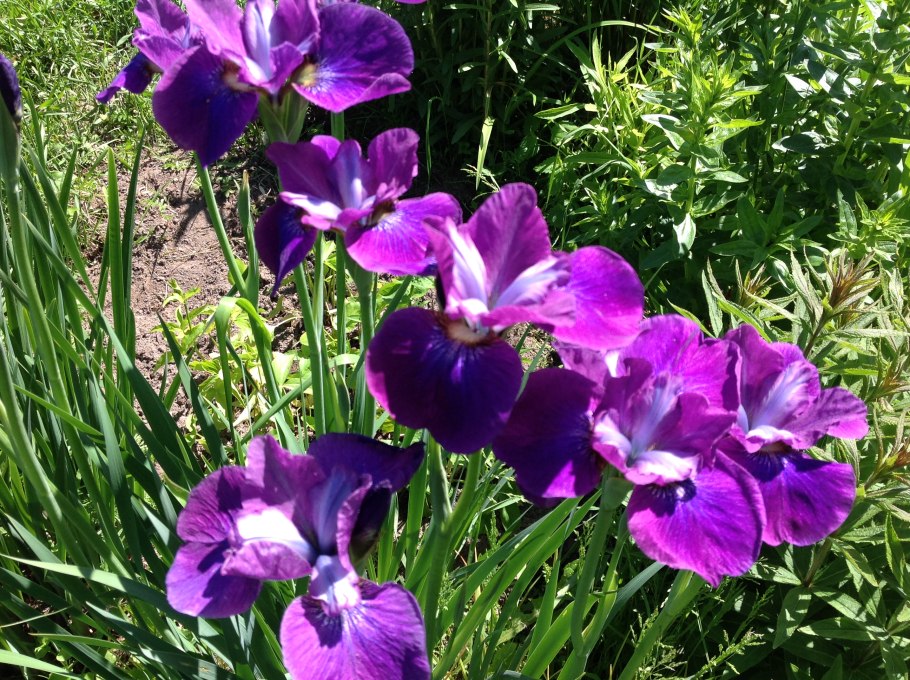 Ирис Сибирский спиндаззл