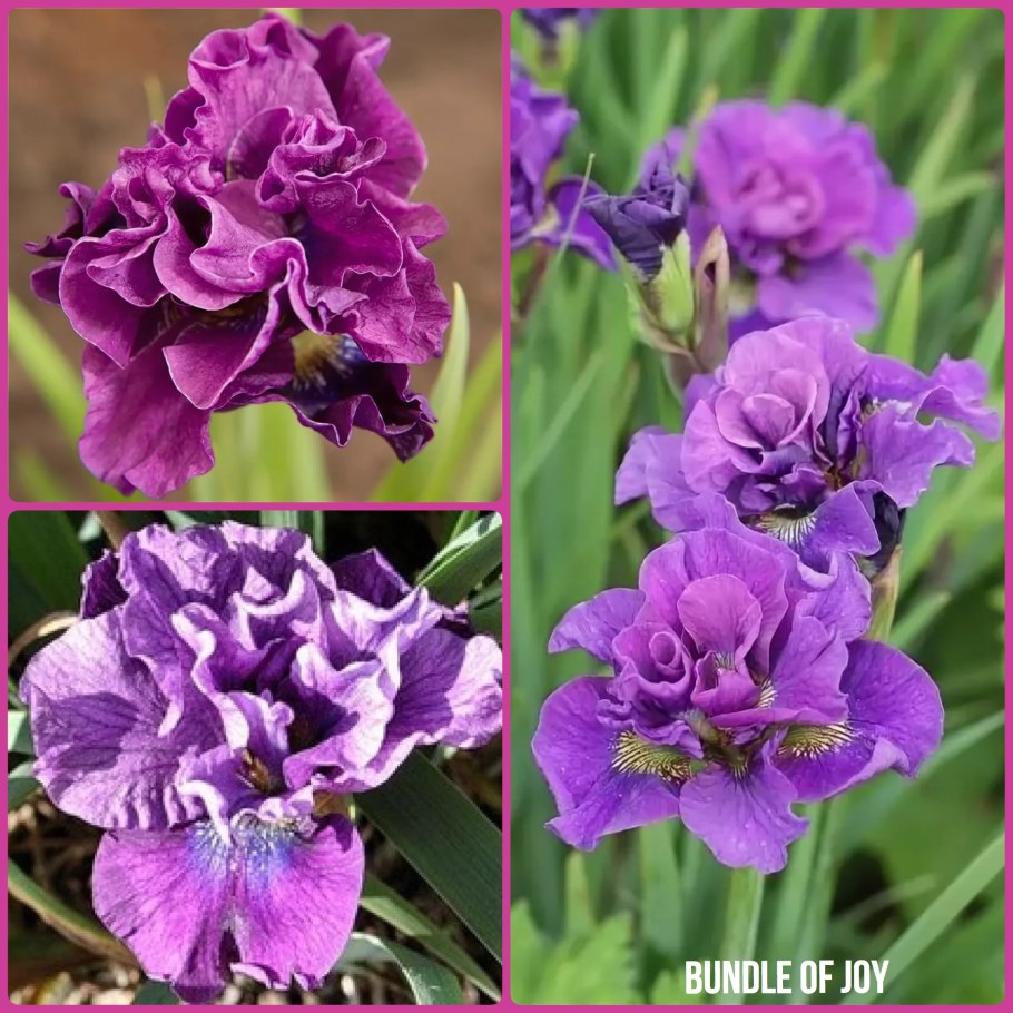 Ирис Сибирский Bundle of Joy (бандл оф Джой)
