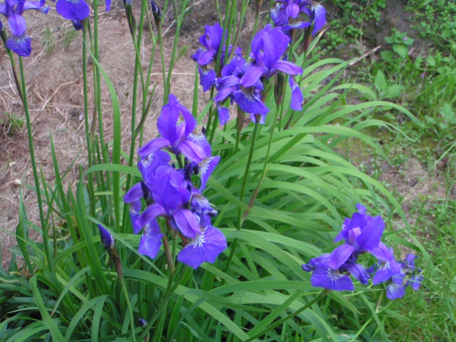 Подкормка ирисов