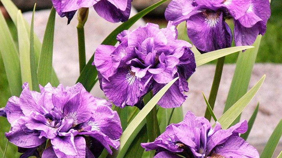 Ирис сибирский дабл стандарт