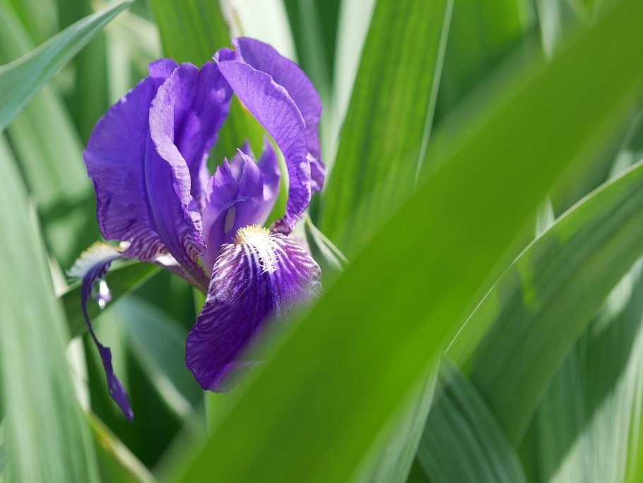 Касатик безлистный