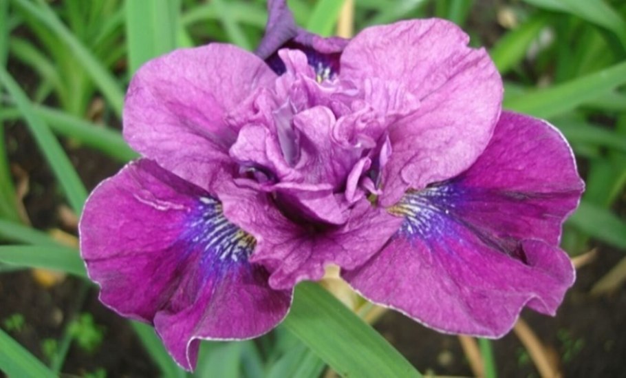 Ирис Сибирский Concord Crush