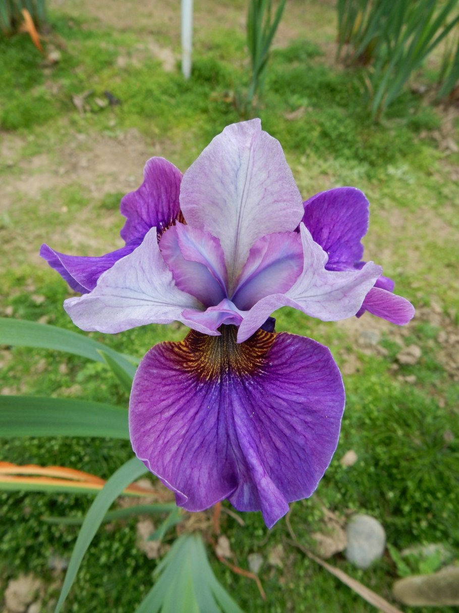 Рябчики, пионы, ирисы