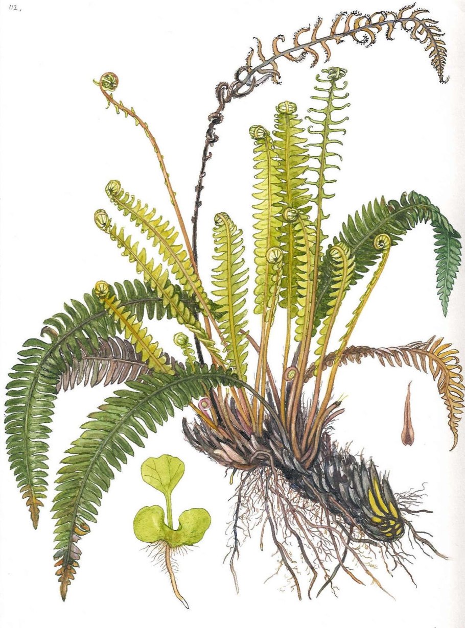 Asplenium Adiantum-nigrum