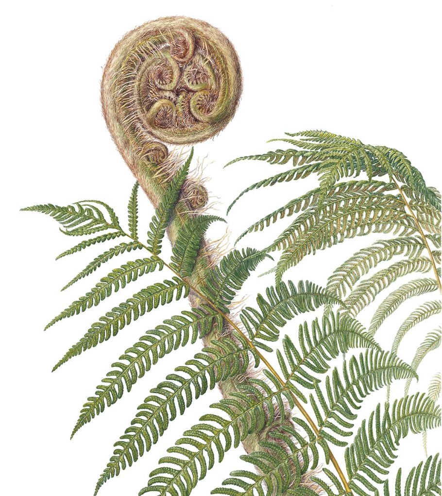 Многоножка обыкновенная – Polypodium vulgare l.