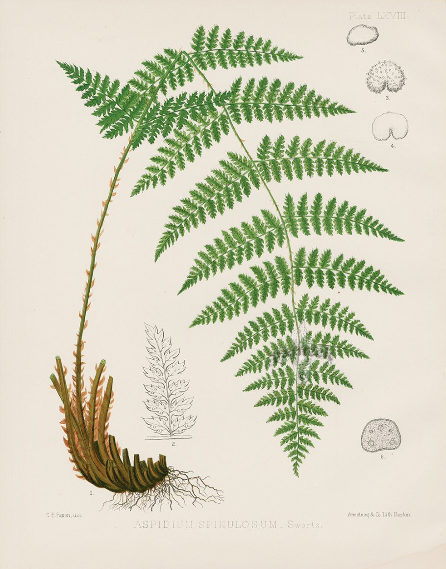 Цикл размножения папоротников