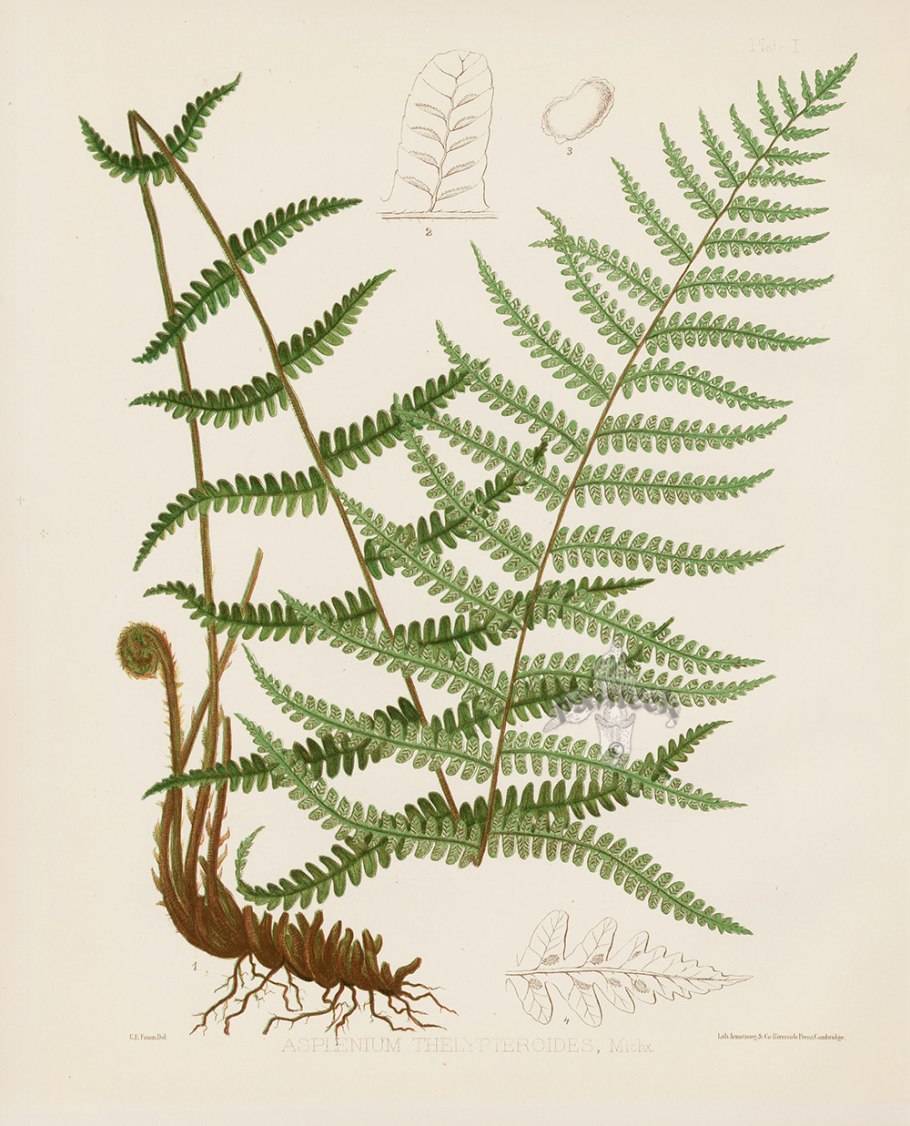 Botanical Prints папоротник