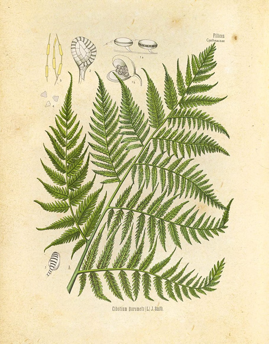 Щитовник Шартрский