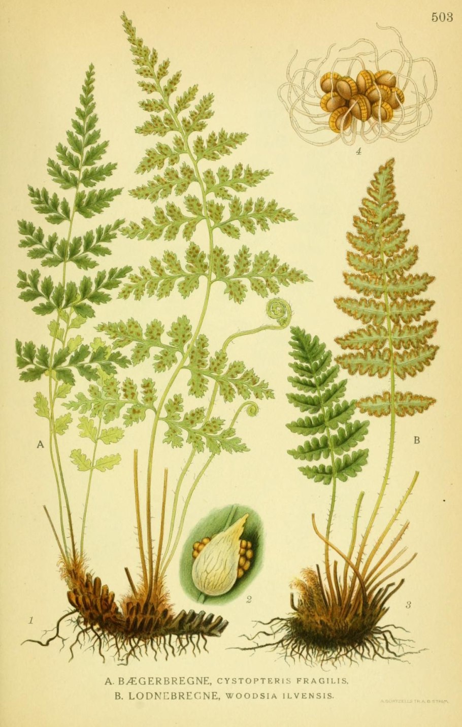 Щитовник Ботаническая иллюстрация