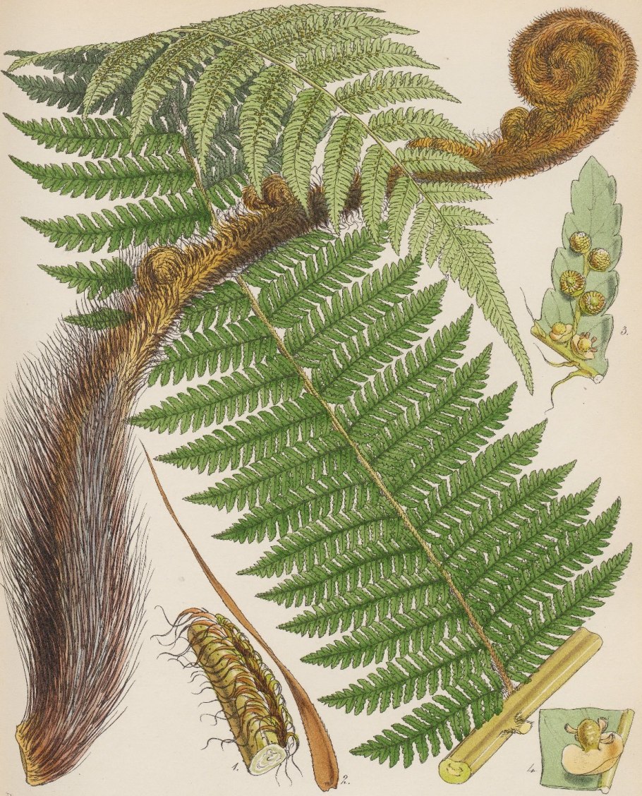 Папоротник Щитовник