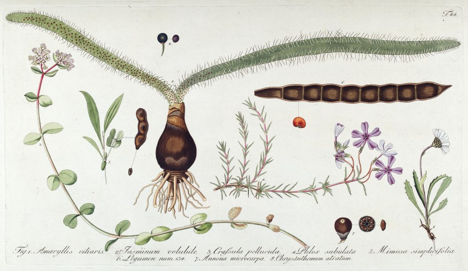 Цикл развития папоротниковидных схема