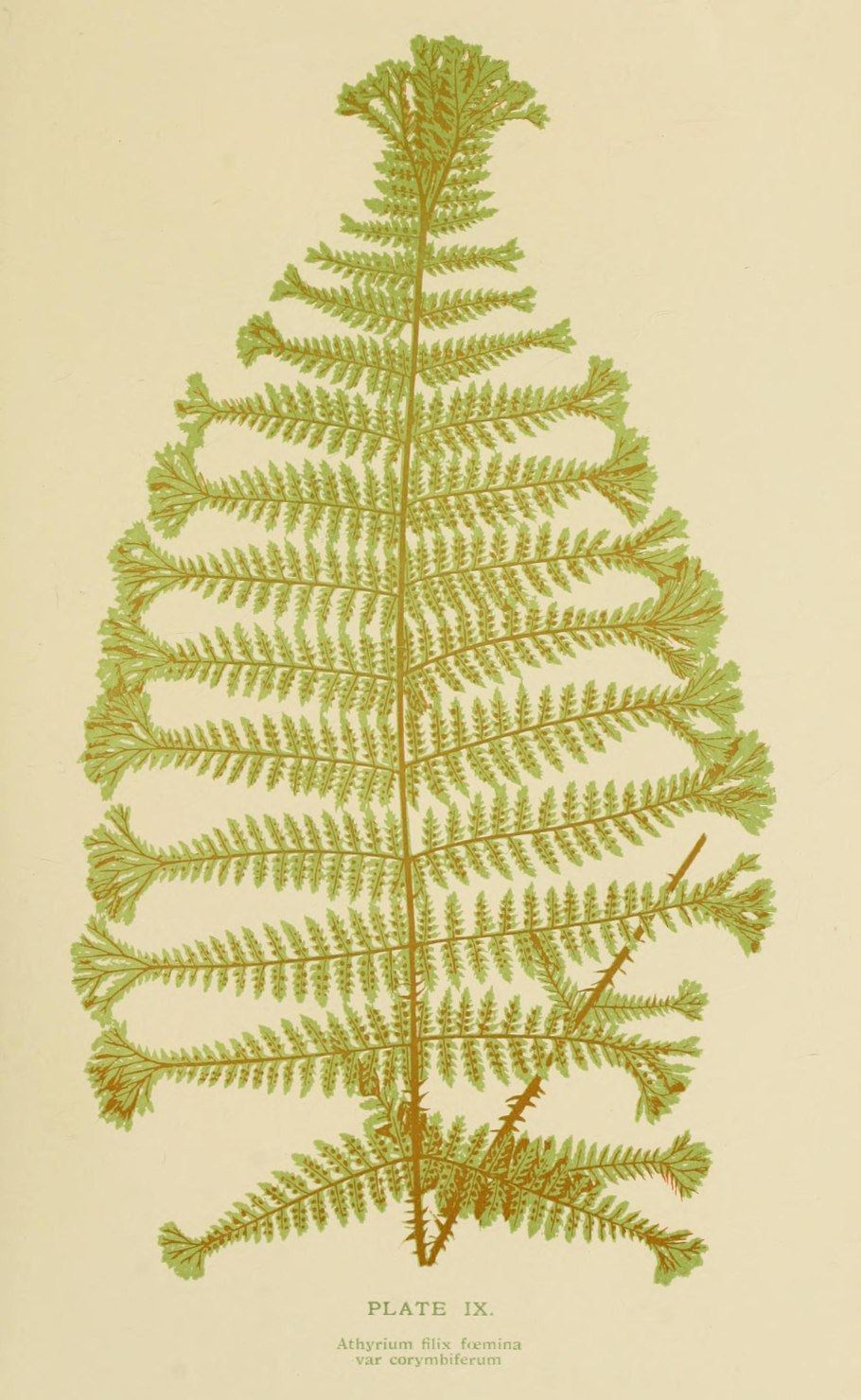 Botanical Prints папоротник