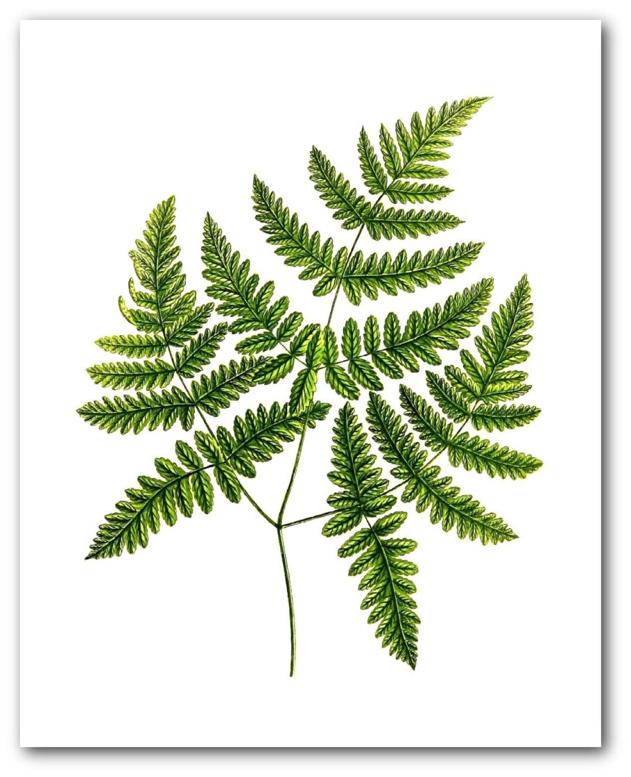 Жизненный цикл папоротника щитовника мужского