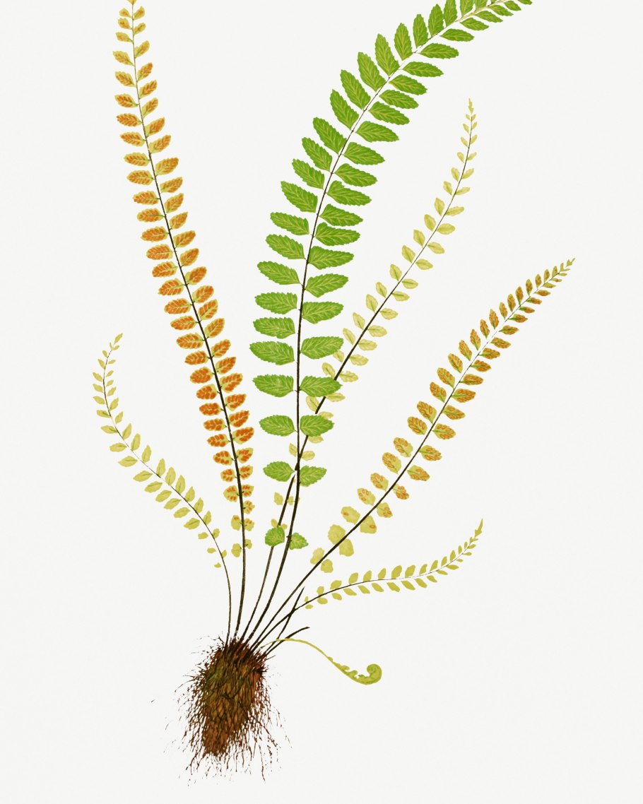 Орляк обыкновенный ботаника