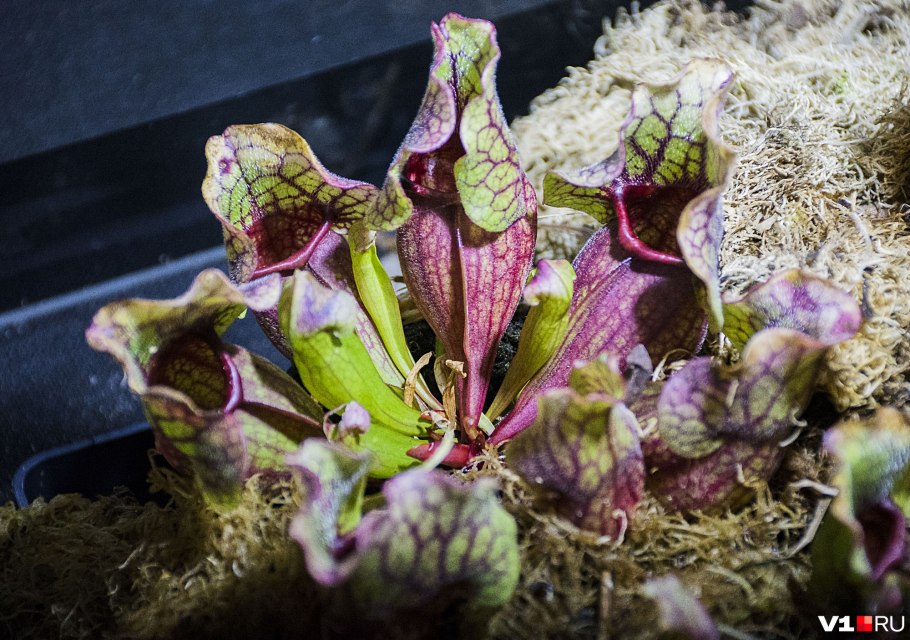 Саррацения Лейкофилла Sarracenia leucophylla