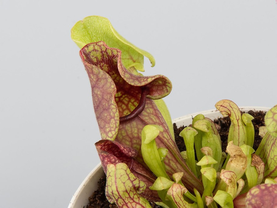 Sarracenia purpurea (Pitcher Plant)