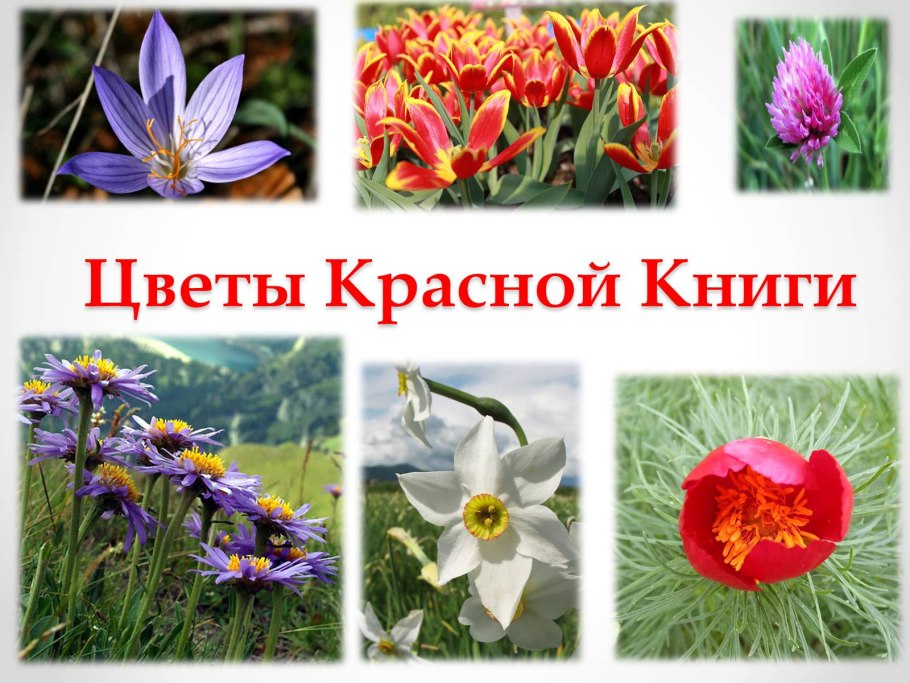 Цветы красной книги