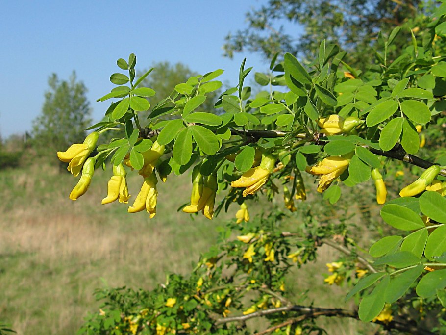 Caragana arborescens
