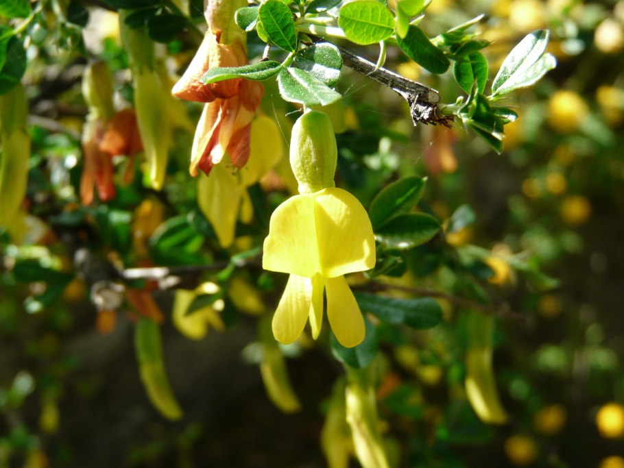 Карагана древовидная Caragana arborescens lam.