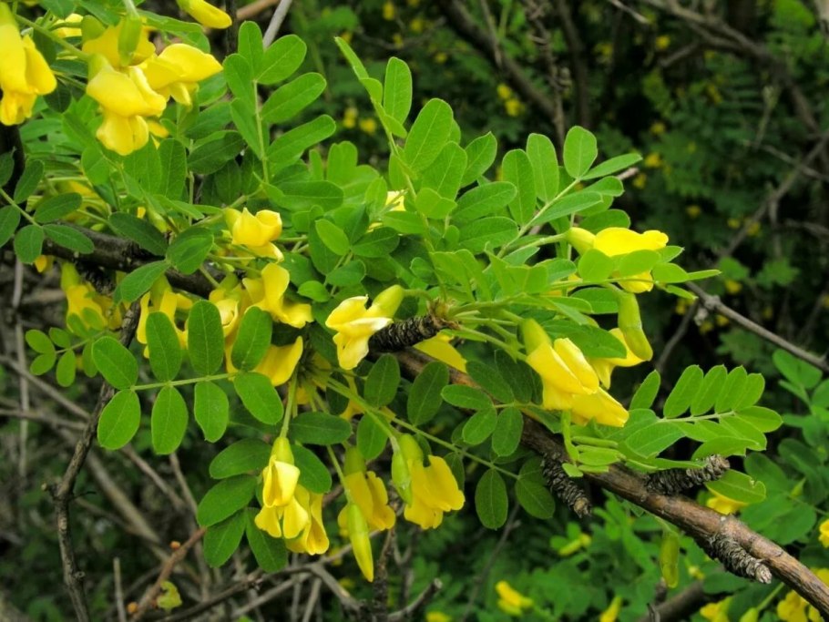 Акация желтая Caragana arborescens