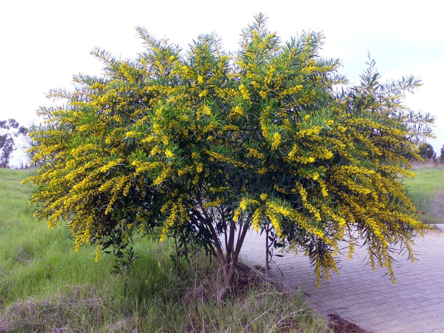 Карагана древовидная (Caragana arborescens)