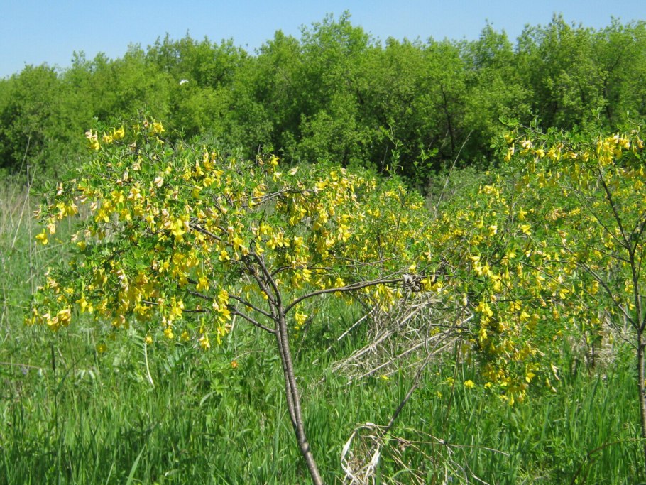 Дереза Карагана кустарниковая