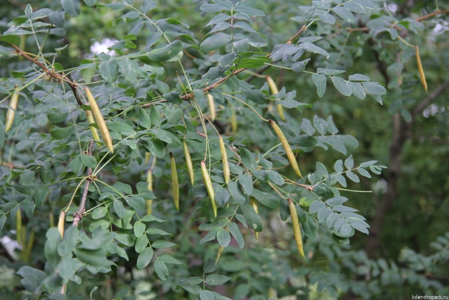 1.Карагана древовидная Сaragana arborescens