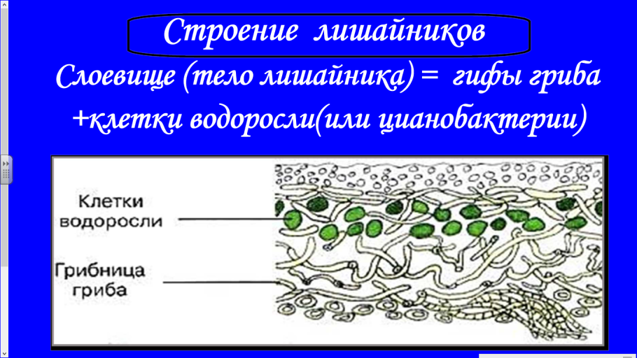 Микроскопическое строение лишайника