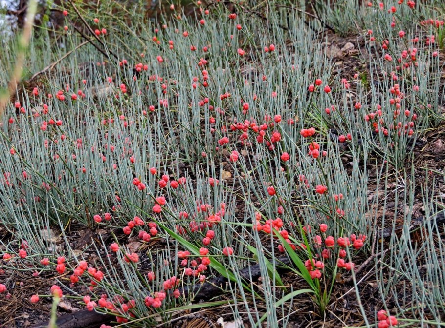 Хвойник двухколосковый Ephedra distachya