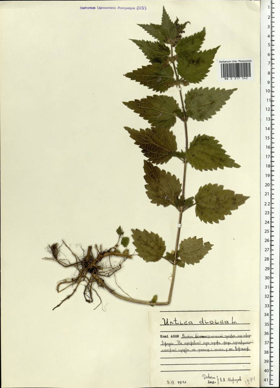 Крапива двудомная Urtica dioica ареал