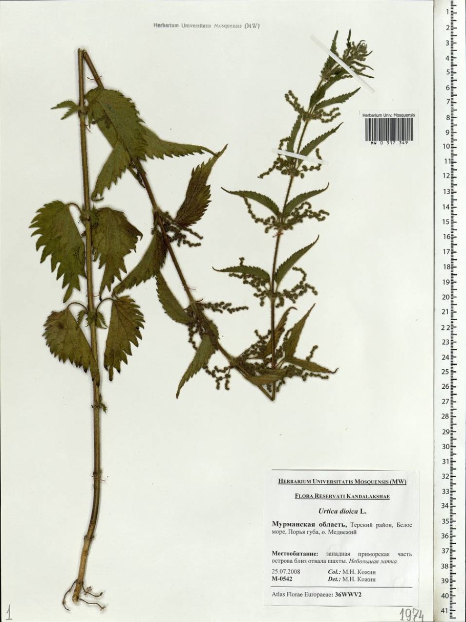 Urtica urens гербарий